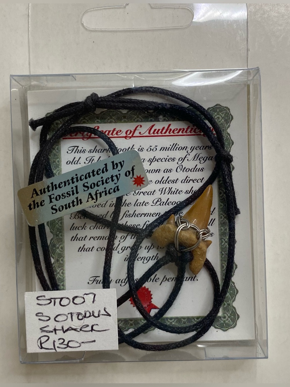Authentic Otodus Shark Tooth Necklace (Megalodon Ancestor) 55-Million-Year-Old